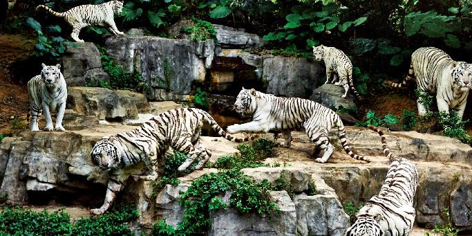 【长隆野生动物园一天游】畅游动物世界，休闲之旅